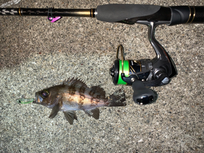 メバルプラッキング