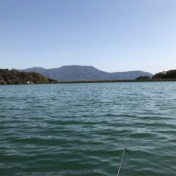 解禁2日目 激シブの桜池