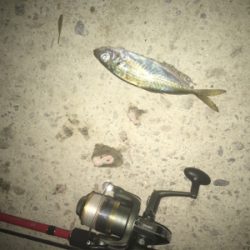 海は私の魚市場!