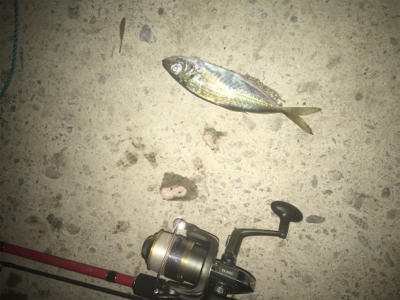 海は私の魚市場！