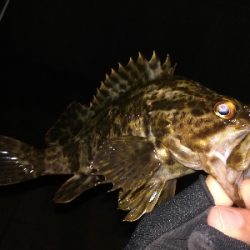 ライトゲーム好調