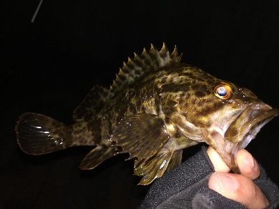 ライトゲーム好調