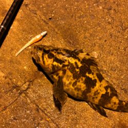 干潮潮止まりでタケノコ釣り