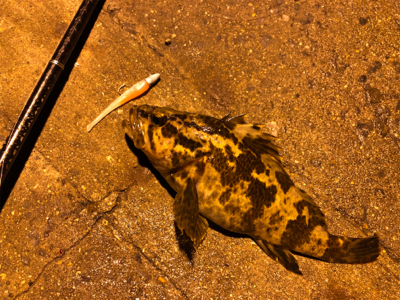 干潮潮止まりでタケノコ釣り