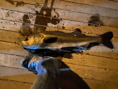 三崎港シーバス