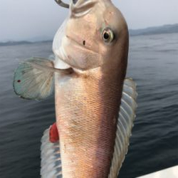 シロアマダイ出た! 中深海〜鯛ラバ