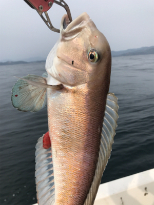 シロアマダイ出た! 中深海〜鯛ラバ