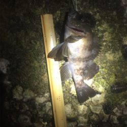 メバル鉄板ポイントに