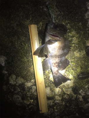 メバル鉄板ポイントに