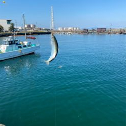 イワシ復活しました!