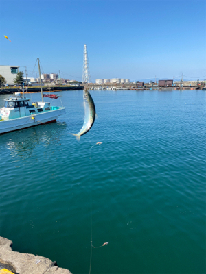 イワシ復活しました!
