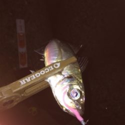 アジングまぁまぁ調子