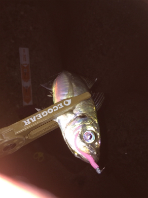 アジングまぁまぁ調子