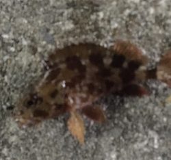 人は多かったですが