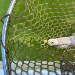 服部緑地　トラウト　