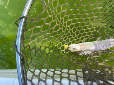 服部緑地　トラウト　