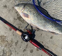 海は何も釣れないので用水路にてカープフィッシング！