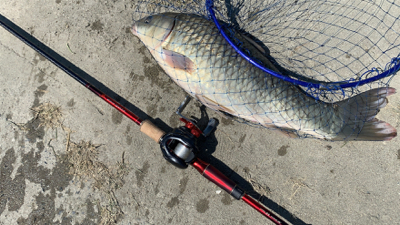 海は何も釣れないので用水路にてカープフィッシング！