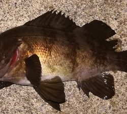 メバリング1900〜1935 2100〜2150