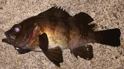 メバリング1900〜1935 2100〜2150