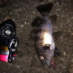 ジェリーサーディンパターン⁉️