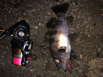 ジェリーサーディンパターン⁉️