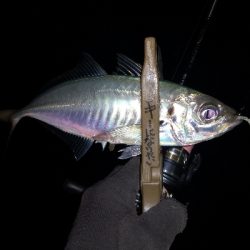 アジング 練習 127