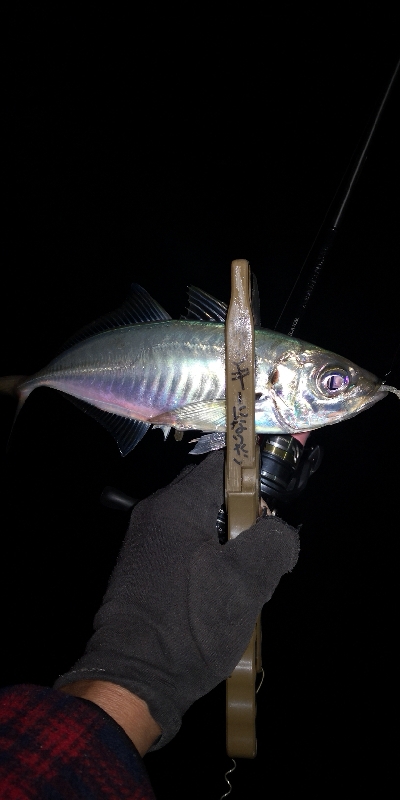 アジング 練習 127