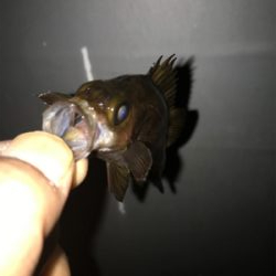 メバル、ガシラ