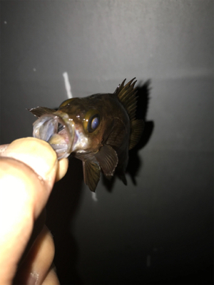 メバル、ガシラ