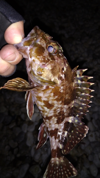 ナイトメバリング