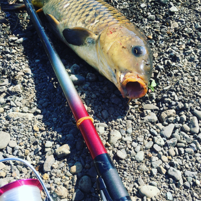 春の鯉釣り　carp fishing