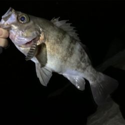 尺まであと一歩!