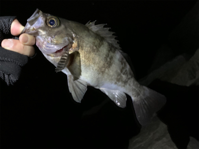 尺まであと一歩!