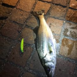 シーバス釣行！