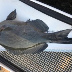 グレ４０センチ