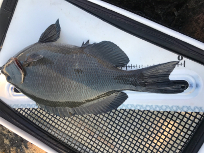 グレ４０センチ