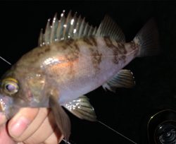 大潮は調子悪い？