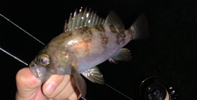 大潮は調子悪い？