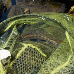 葛川アマゴ釣行