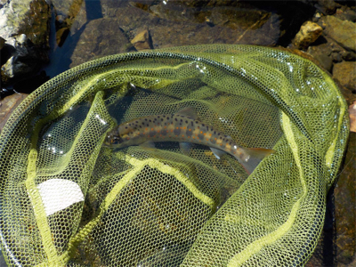 葛川アマゴ釣行