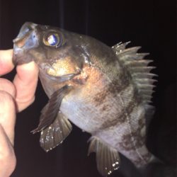 メバル絶好調！