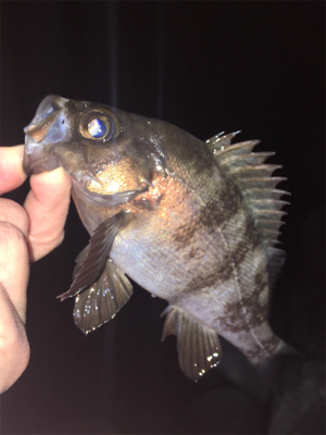 メバル絶好調！