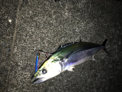 初、春エギング