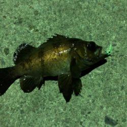 メバリング中のハプニング