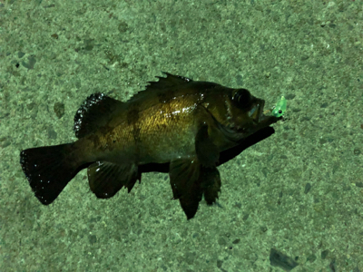 メバリング中のハプニング