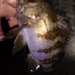 ナイトメバリング