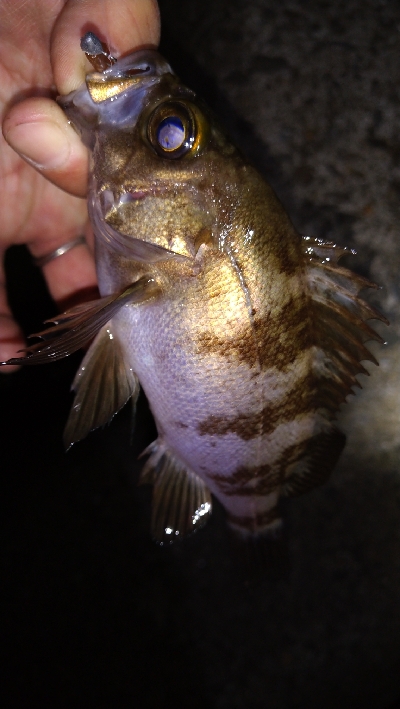 ナイトメバリング