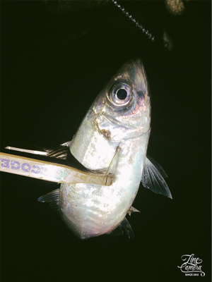 朝まずめ短時間アジング