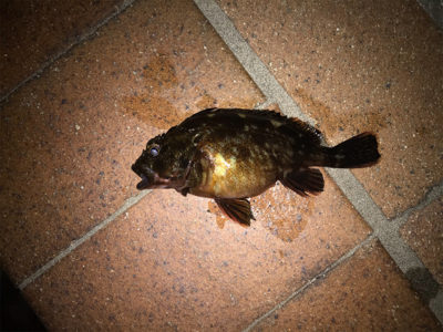 タケノコ、ガシラ、メバル